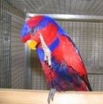 /album/lori-modroprsy-red-and-blue-lory/lori-modroprsy-4-jpg/